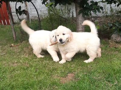 IKC Registered Show Quality Golden Retriever pups