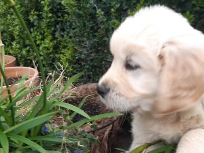 IKC Registered Show Quality Golden Retriever pups