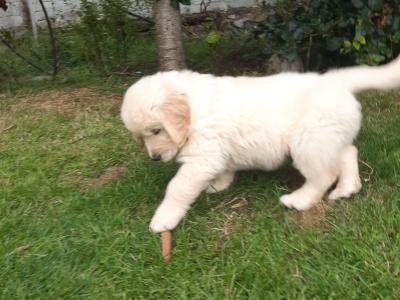 IKC Registered Show Quality Golden Retriever pups