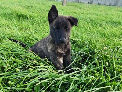 IKC Dutch Shepherds pups; Champion Pedigree; Purebred; Kennel Club Registered