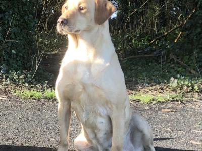 Female Labrador 6 years old
