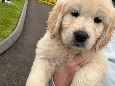 Premium Show Quality IKC Registered Golden Retriever puppies in Galway