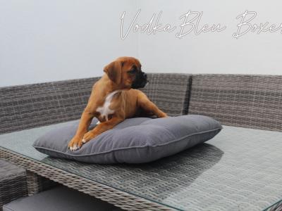 IKC Registered Champion Bloodline Boxer Pups