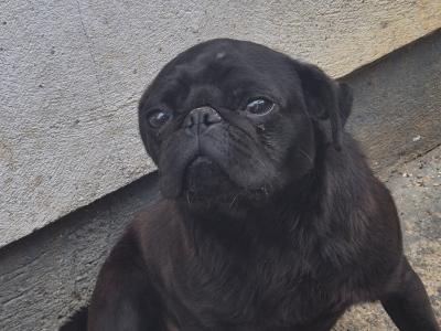Peggie the female Pug puppy 16 months old in Limerick