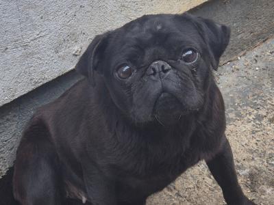 Peggie the female Pug puppy 16 months old in Limerick