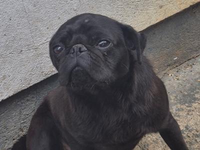 Peggie the female Pug puppy 16 months old in Limerick