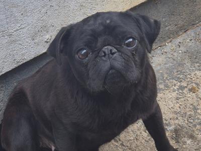 Peggie the female Pug puppy 16 months old in Limerick