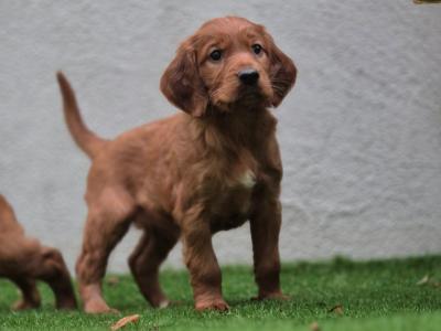 Champion Irish Red Setter puppies in Limerick