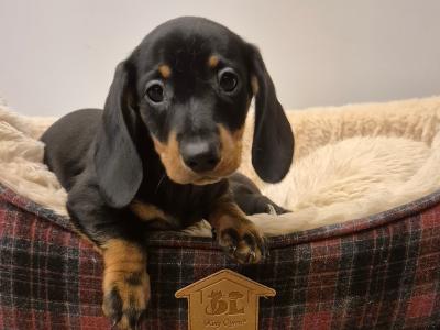 IKC Registered Smooth Haired Dachshund puppies in Limerick
