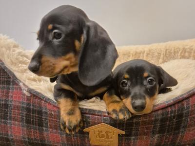 IKC Registered Smooth Haired Dachshund puppies in Limerick