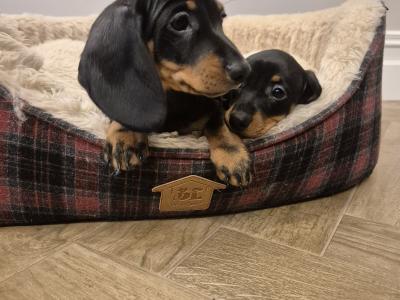 IKC Registered Smooth Haired Dachshund puppies in Limerick