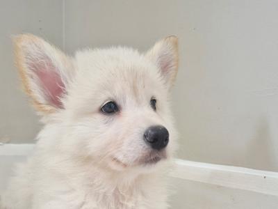 Samoyed x White Shepherd puppies in Wexford (Only 2 remaining!)