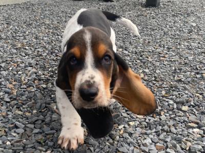 IKC Registered Basset Hound puppies in Meath