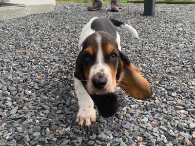 IKC Registered Basset Hound puppies in Meath