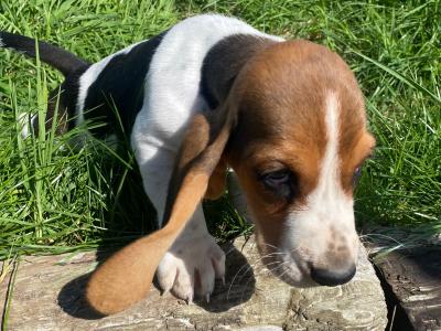 IKC Registered Basset Hound puppies in Meath