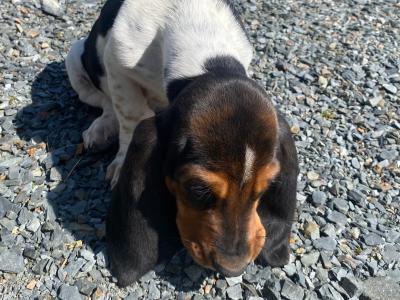IKC Registered Basset Hound puppies in Meath
