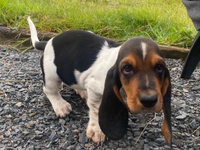 IKC Registered Basset Hound puppies in Meath