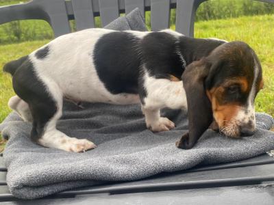 IKC Registered Basset Hound puppies in Meath