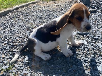IKC Registered Basset Hound puppies in Meath
