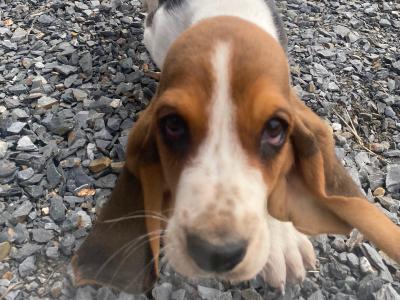 IKC Registered Basset Hound puppies in Meath