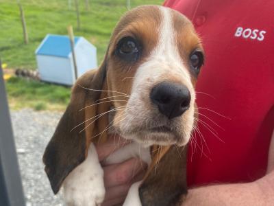 IKC Registered Basset Hound puppies in Meath