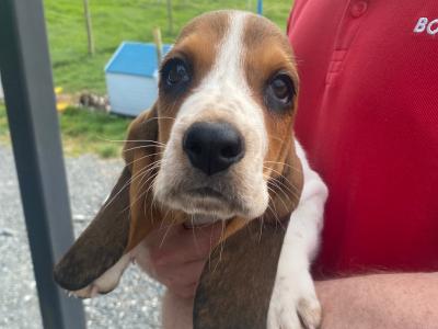 IKC Registered Basset Hound puppies in Meath