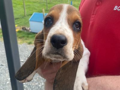 IKC Registered Basset Hound puppies in Meath