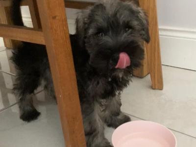 Champion health checked miniature Schnauzer puppies 🐶 🐶 in Kilkenny