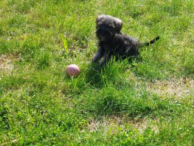 Champion health checked miniature Schnauzer puppies 🐶 🐶 in Kilkenny