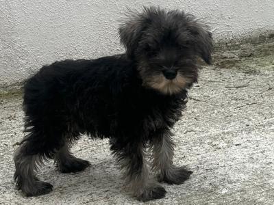 Champion health checked miniature Schnauzer puppies 🐶 🐶 in Kilkenny