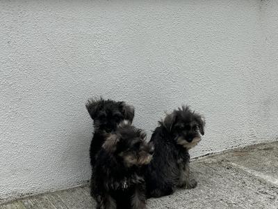 Champion health checked miniature Schnauzer puppies 🐶 🐶 in Kilkenny