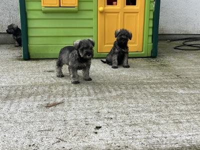 Champion health checked miniature Schnauzer puppies 🐶 🐶 in Kilkenny