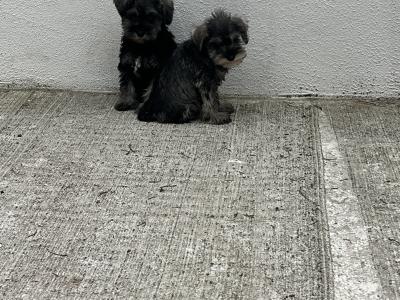 Champion health checked miniature Schnauzer puppies 🐶 🐶 in Kilkenny