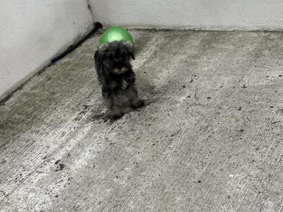 Champion health checked miniature Schnauzer puppies 🐶 🐶 in Kilkenny