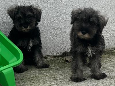 Champion health checked miniature Schnauzer puppies 🐶 🐶 in Kilkenny