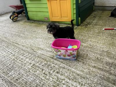Champion health checked miniature Schnauzer puppies 🐶 🐶 in Kilkenny