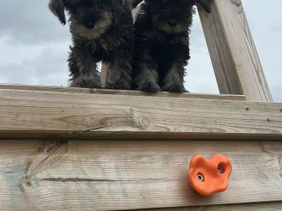 Champion health checked miniature Schnauzer puppies 🐶 🐶 in Kilkenny
