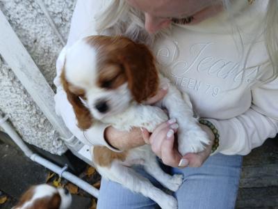 Adorable IKC Registered male Cavalier King Charles puppy in Kildare