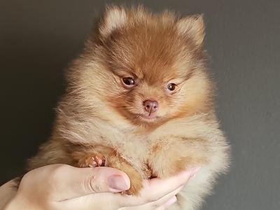 Quality Miniature IKC Registered(pending) 🇮🇪Pomeranian puppies 🐶 in Laois