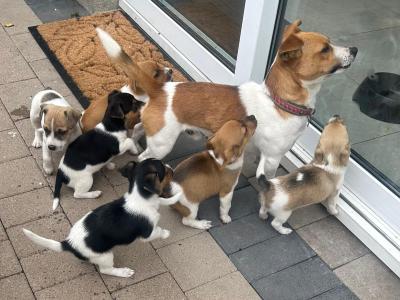 5 Jack Russell puppies in Kilkenny