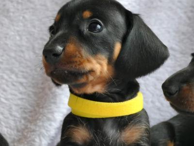 Pra Cord 1 Clear, IKC Registered, Miniature Smooth Dachshund puppies .