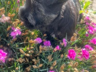 Beautiful miniature Schnauzer puppies in Kilkenny