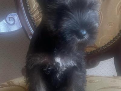 Beautiful miniature Schnauzer puppies in Kilkenny