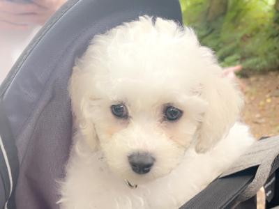 Male Bichon Frise puppy in Wexford