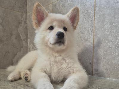Samoyed x White Shepherd puppies in Wexford (Only 2 remaining!)