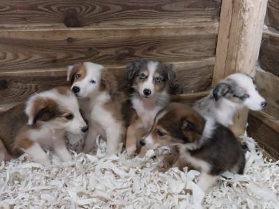 Border Collie puppies in Tipperary