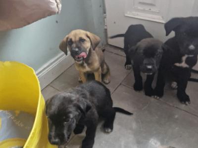 Germany Shepherd x Great Dane puppies in Tipperary - €250