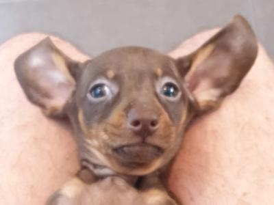 Miniature female Dachshund puppy in Dublin
