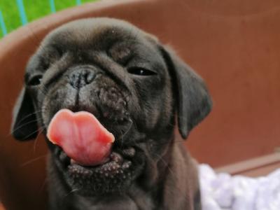Purebred Pug puppies 3 males left in Roscommon