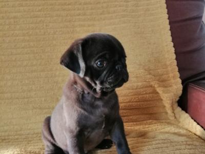 Purebred Pug puppies 3 males left in Roscommon